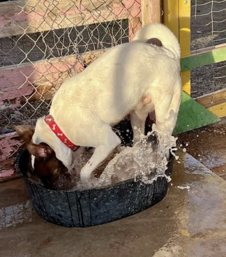 Oliver, an adoptable Pointer in Williamsburg, NM, 87942 | Photo Image 4