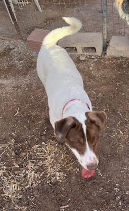 Oliver, an adoptable Pointer in Williamsburg, NM, 87942 | Photo Image 6