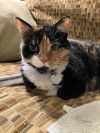 Patches photo 1