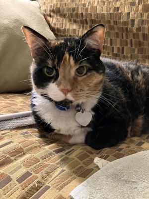 Patches, Adult Female unknown