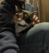 Patches photo 2