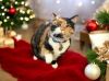 Patches photo 3