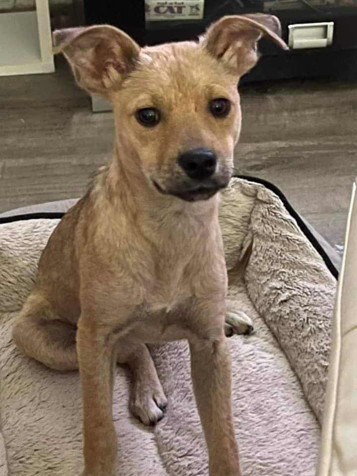 Kyrie aka Ky, Sanctuary Dog