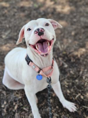 Rosemary, Adult Female Mixed Breed