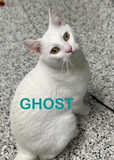 GHOST Cat