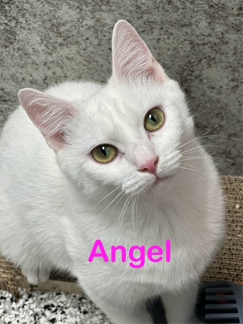 ANGEL Cat