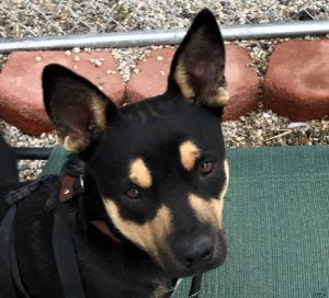 Charlie, Adult Male Australian Kelpie