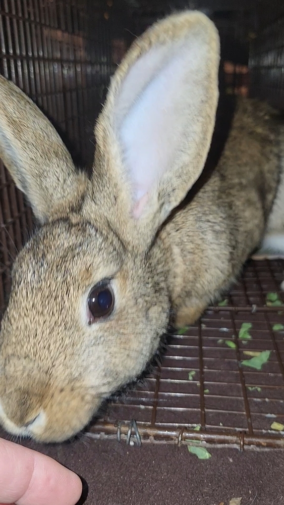 Belleview bunnies copy #2