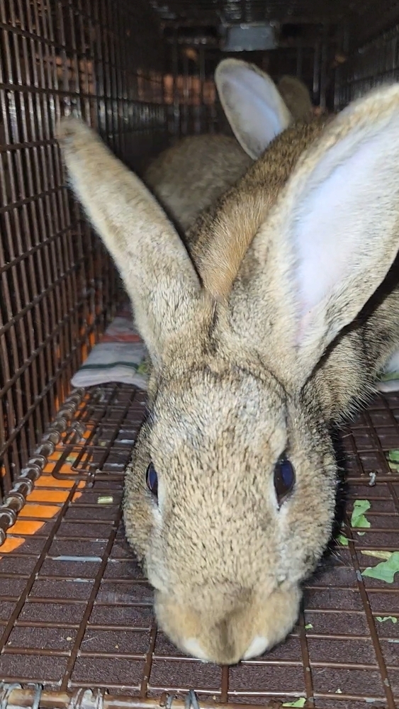 Belleview bunnies copy #2