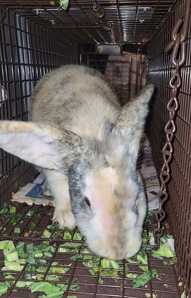 Belleview bunnies copy #2