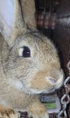 Belleview bunnies copy #1 photo 1