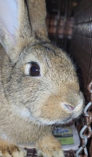 Belleview bunnies copy #1, Young Female American