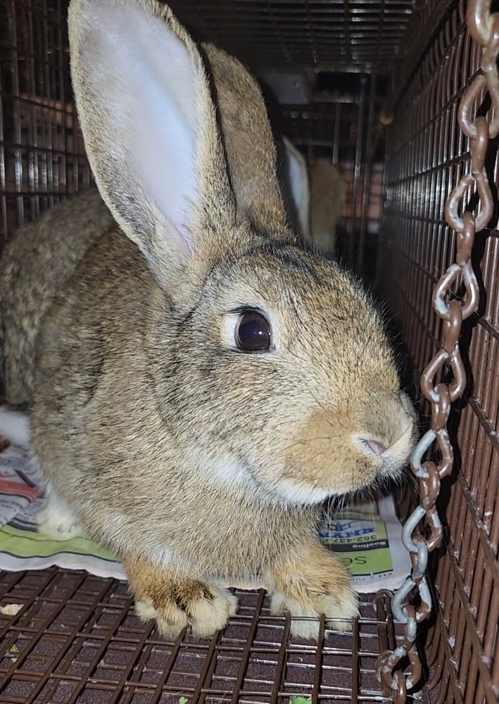 Belleview bunnies copy #1