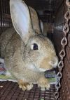 Belleview bunnies copy #1 photo 2