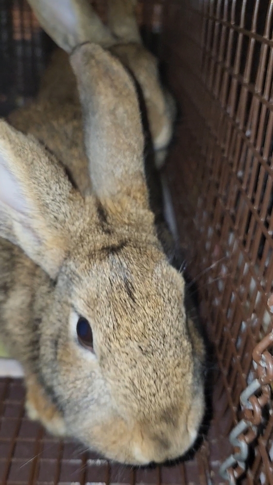 Belleview bunnies copy #1