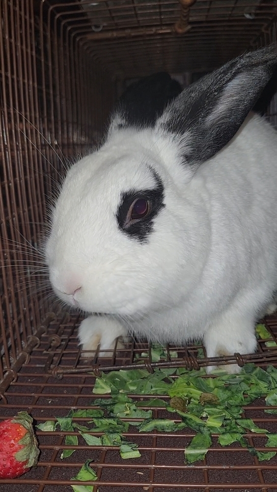 Belleview bunnies copy #4