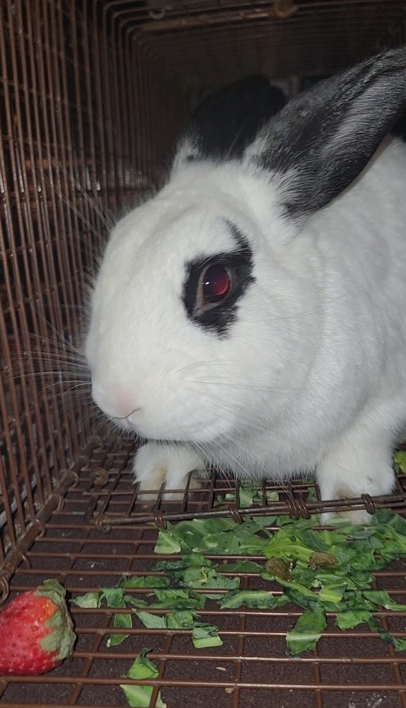 Belleview bunnies copy #4