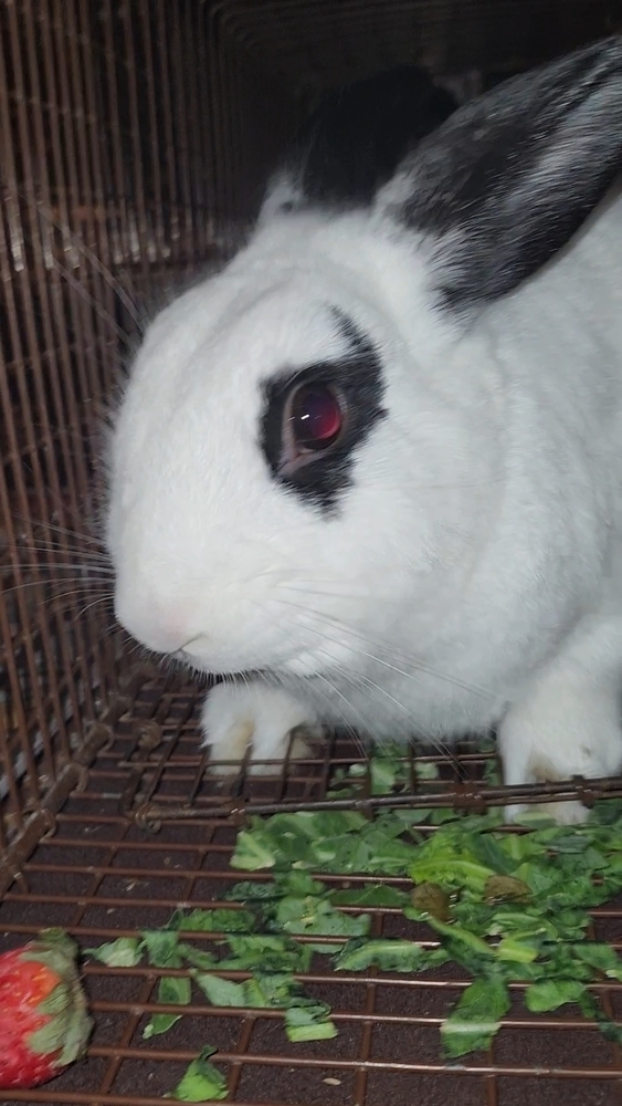 Belleview bunnies copy #4