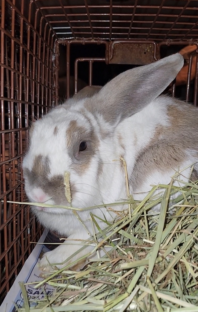 Belleview bunnies copy #6
