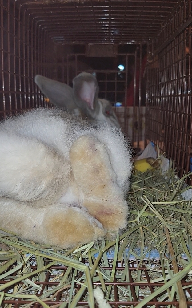 Belleview bunnies copy #6