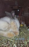 Belleview bunnies copy #6 photo 3
