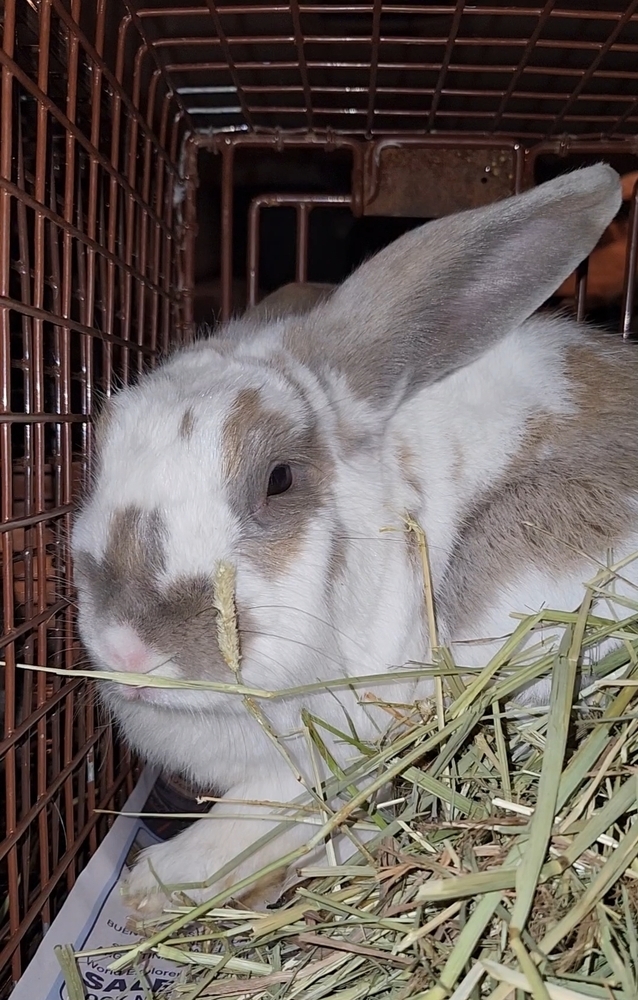 Belleview bunnies copy #6