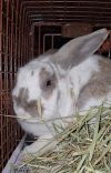 Belleview bunnies copy #6 photo 4