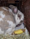 Belleview bunnies copy #6 photo 5
