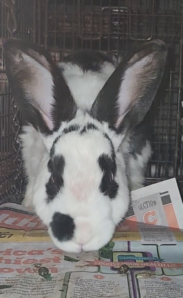 Belleview bunnies copy #3
