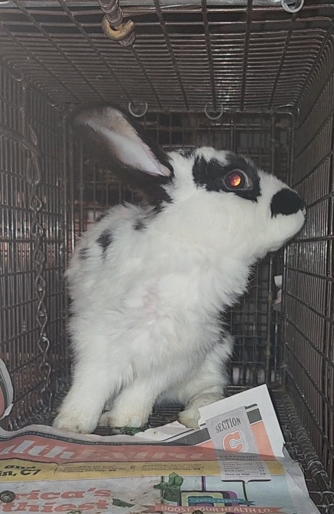 Belleview bunnies copy #3