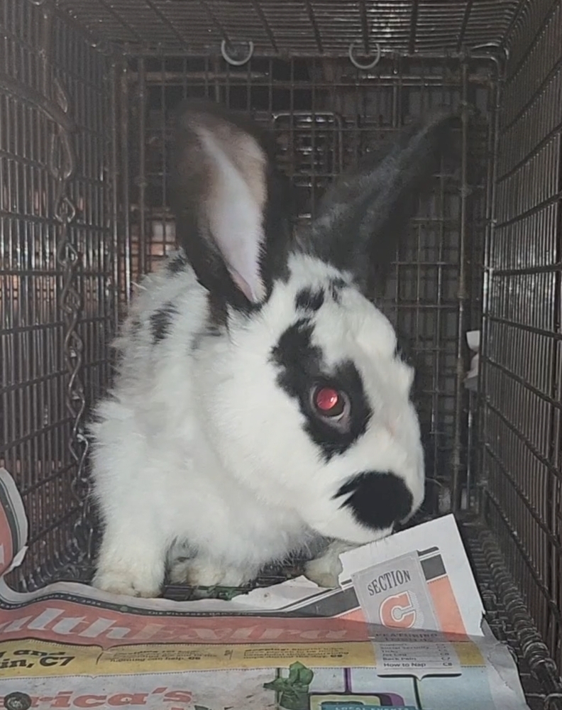 Belleview bunnies copy #3