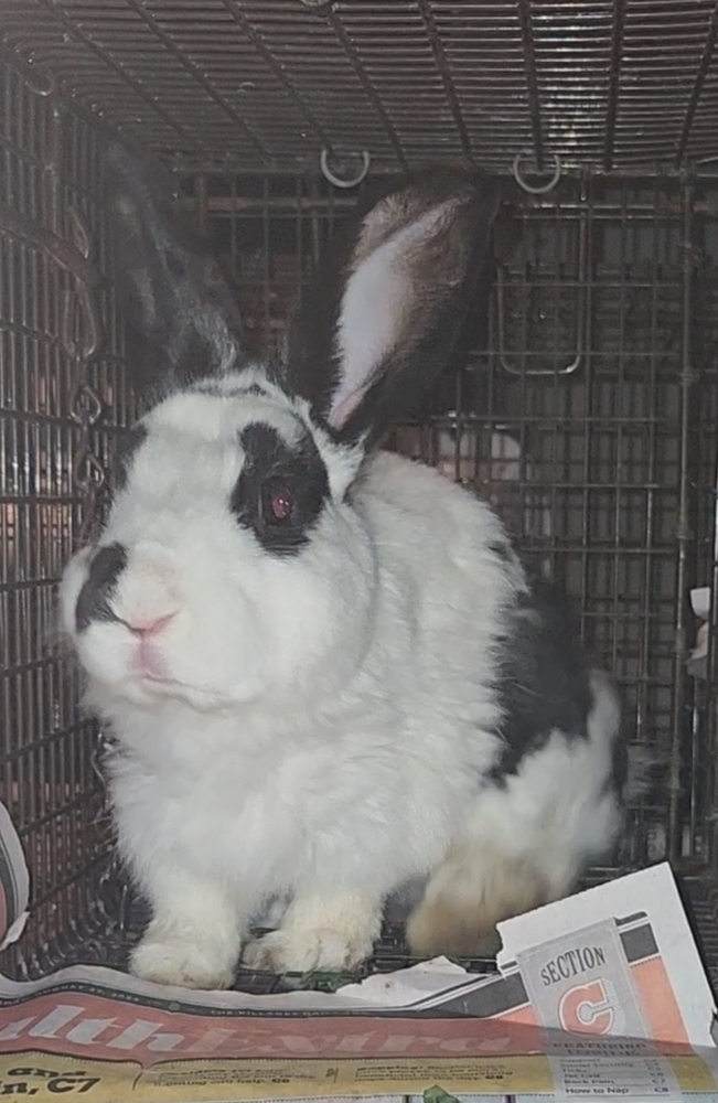 Belleview bunnies copy #3