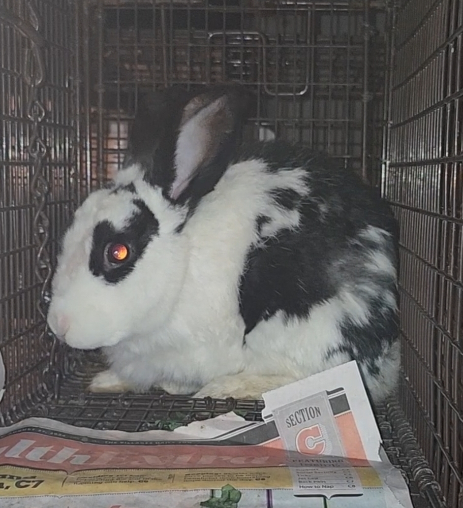 Belleview bunnies copy #3