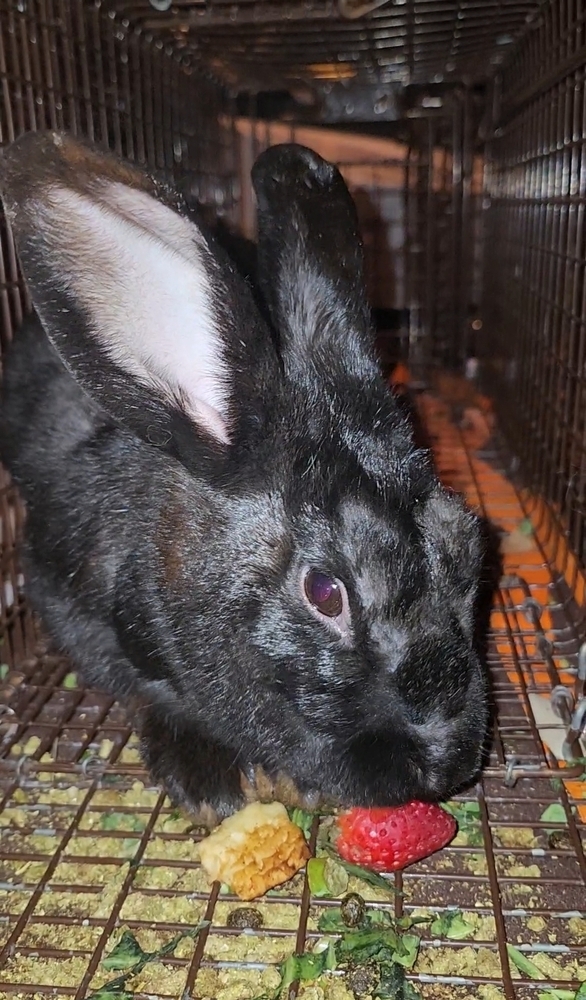 Belleview bunnies copy #5
