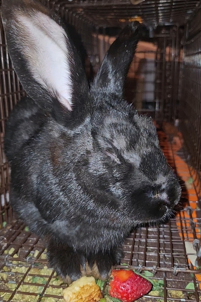 Belleview bunnies copy #5