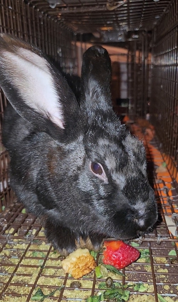 Belleview bunnies copy #5