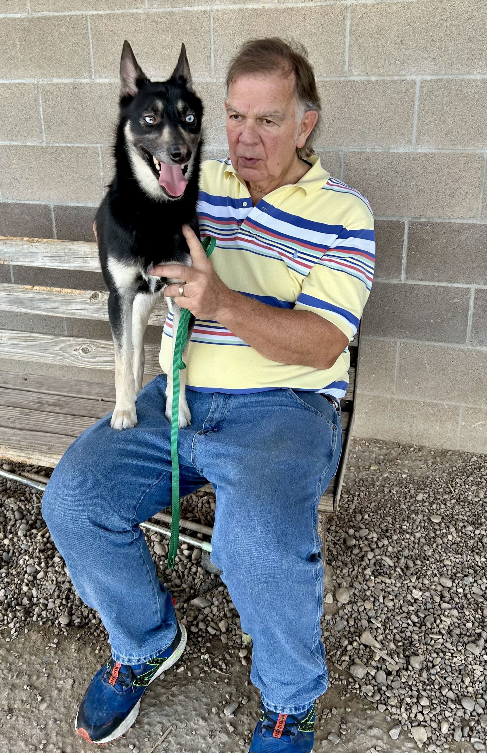 Flap Jack 60987, an adoptable Husky in Pampa, TX, 79065 | Photo Image 2
