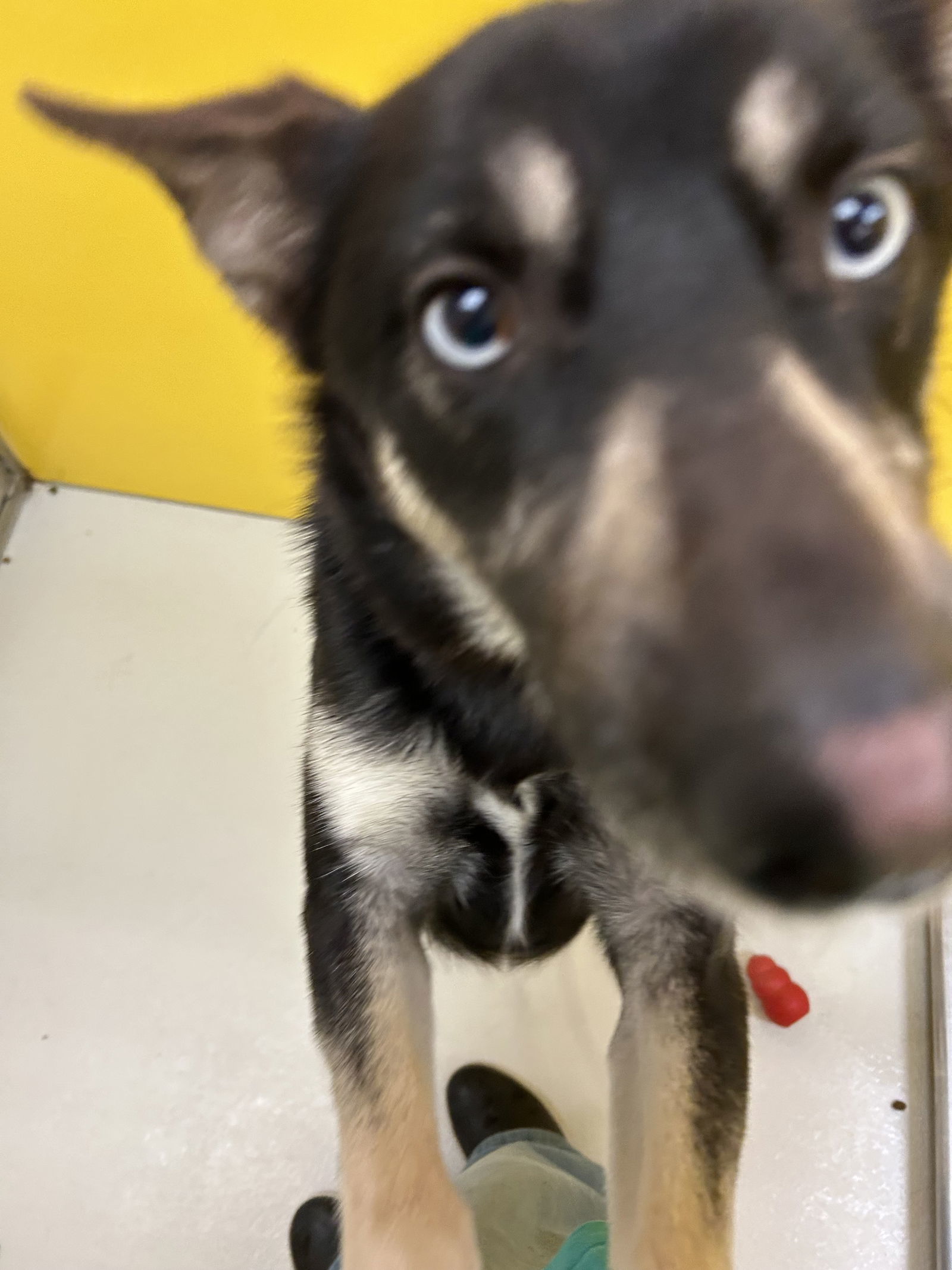 Flap Jack 60987, an adoptable Husky in Pampa, TX, 79065 | Photo Image 3