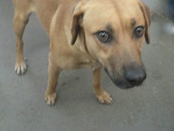 Shane O'Brian 60847, an adoptable Rhodesian Ridgeback in Pampa, TX, 79065 | Photo Image 1
