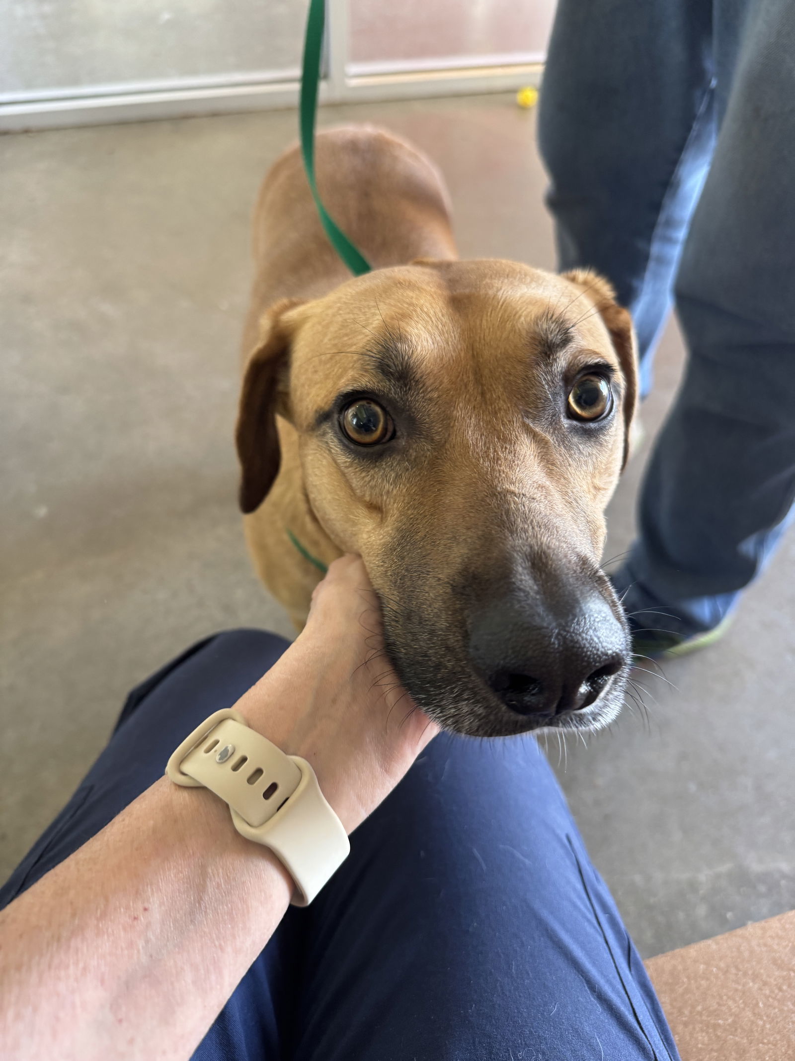 Shane O'Brian 60847, an adoptable Rhodesian Ridgeback in Pampa, TX, 79065 | Photo Image 2