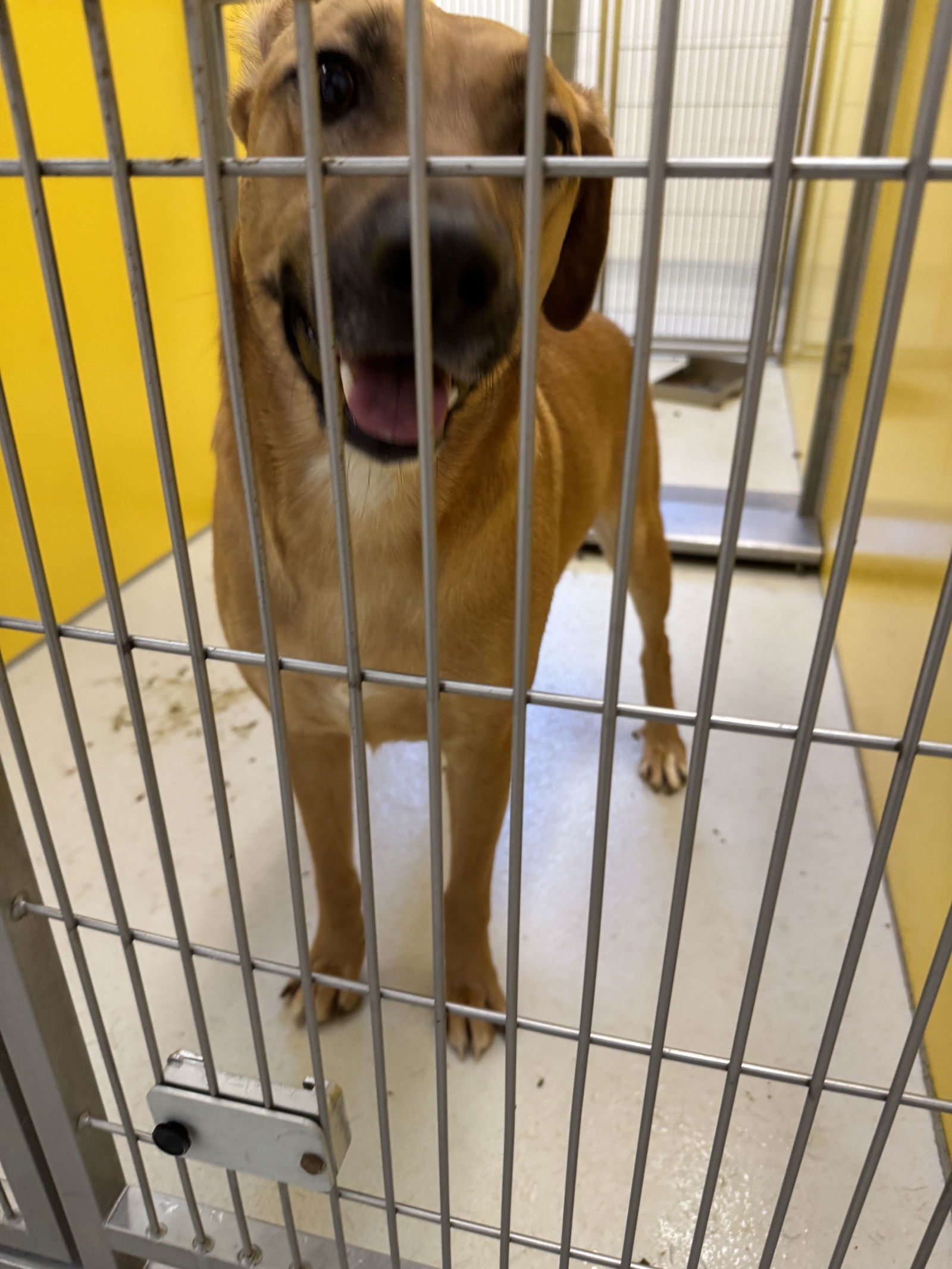 Shane O'Brian 60847, an adoptable Rhodesian Ridgeback in Pampa, TX, 79065 | Photo Image 3