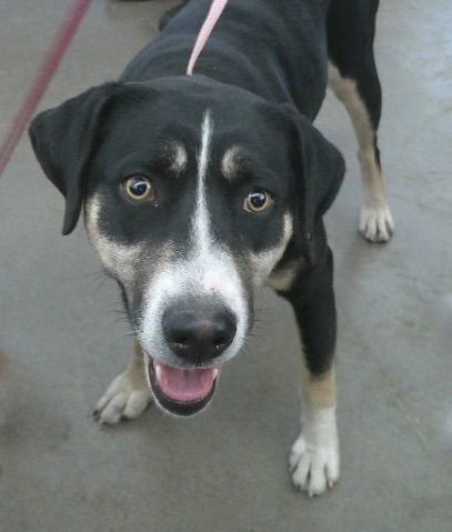 Samantha is Bewitching 60846, an adoptable Hound in Pampa, TX, 79065 | Photo Image 1