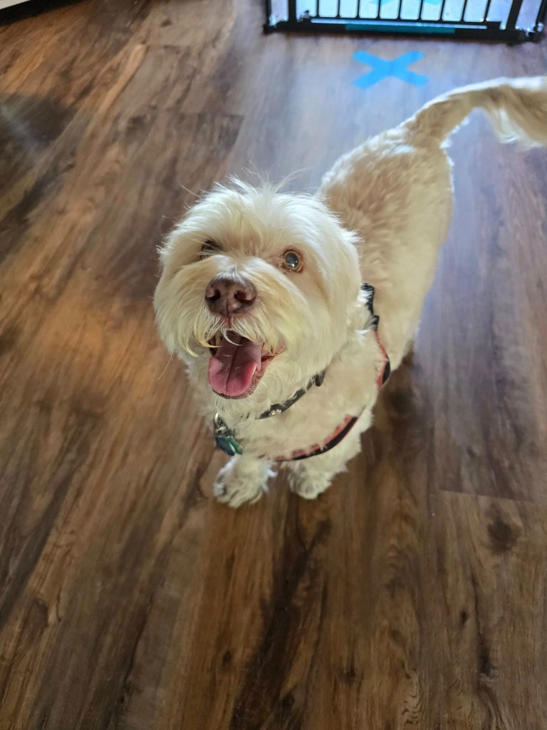 Milo, an adoptable Havanese, Terrier in El Cajon, CA, 92020 | Photo Image 1