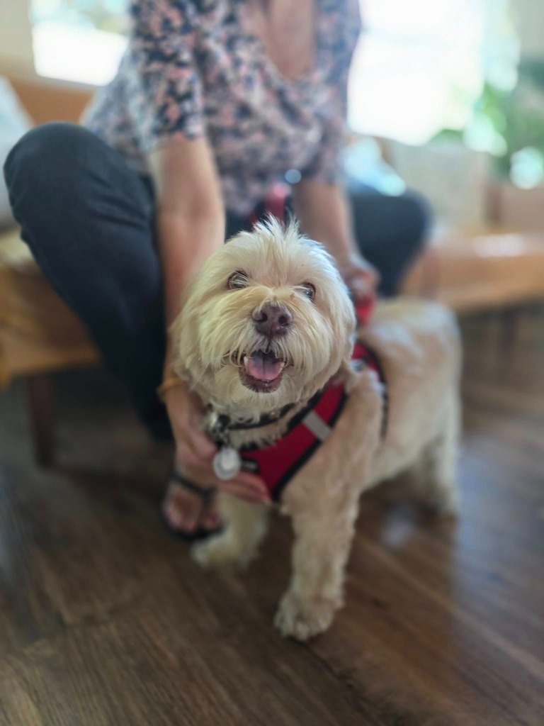 Milo, an adoptable Havanese, Terrier in El Cajon, CA, 92020 | Photo Image 2