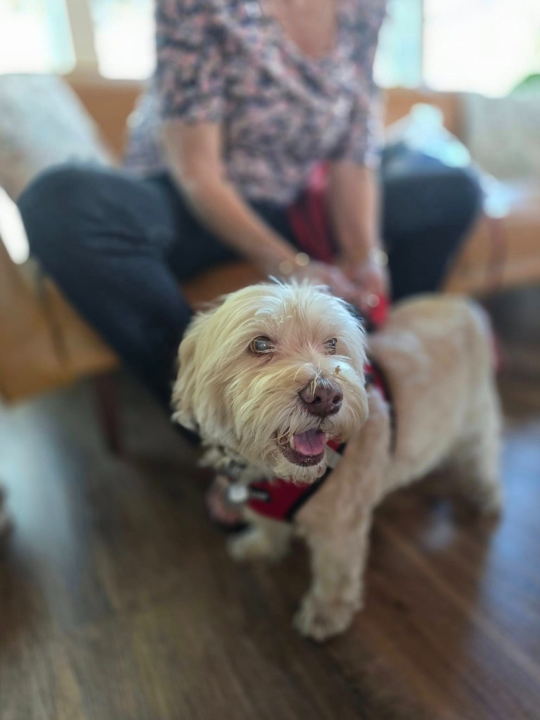 Milo, an adoptable Havanese, Terrier in El Cajon, CA, 92020 | Photo Image 3