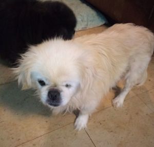 Mollly Pekingese Dog