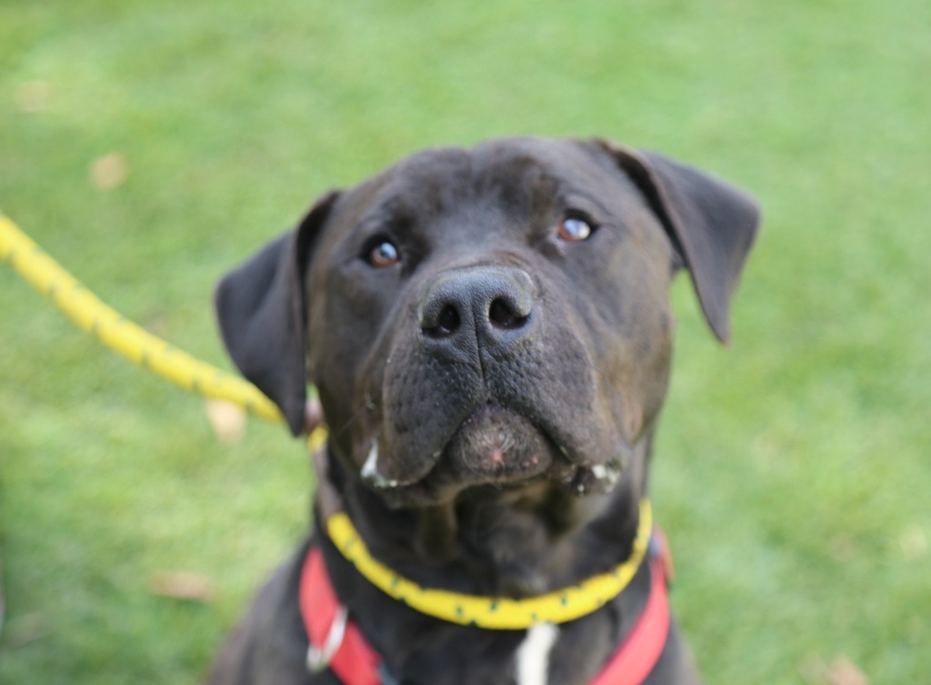 Bento, an adoptable Pit Bull Terrier, Labrador Retriever in Chico, CA, 95928 | Photo Image 1