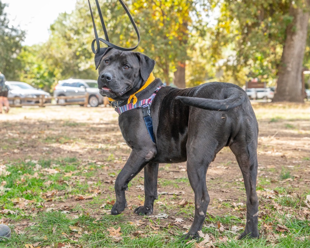 Bento, an adoptable Pit Bull Terrier, Labrador Retriever in Chico, CA, 95928 | Photo Image 1