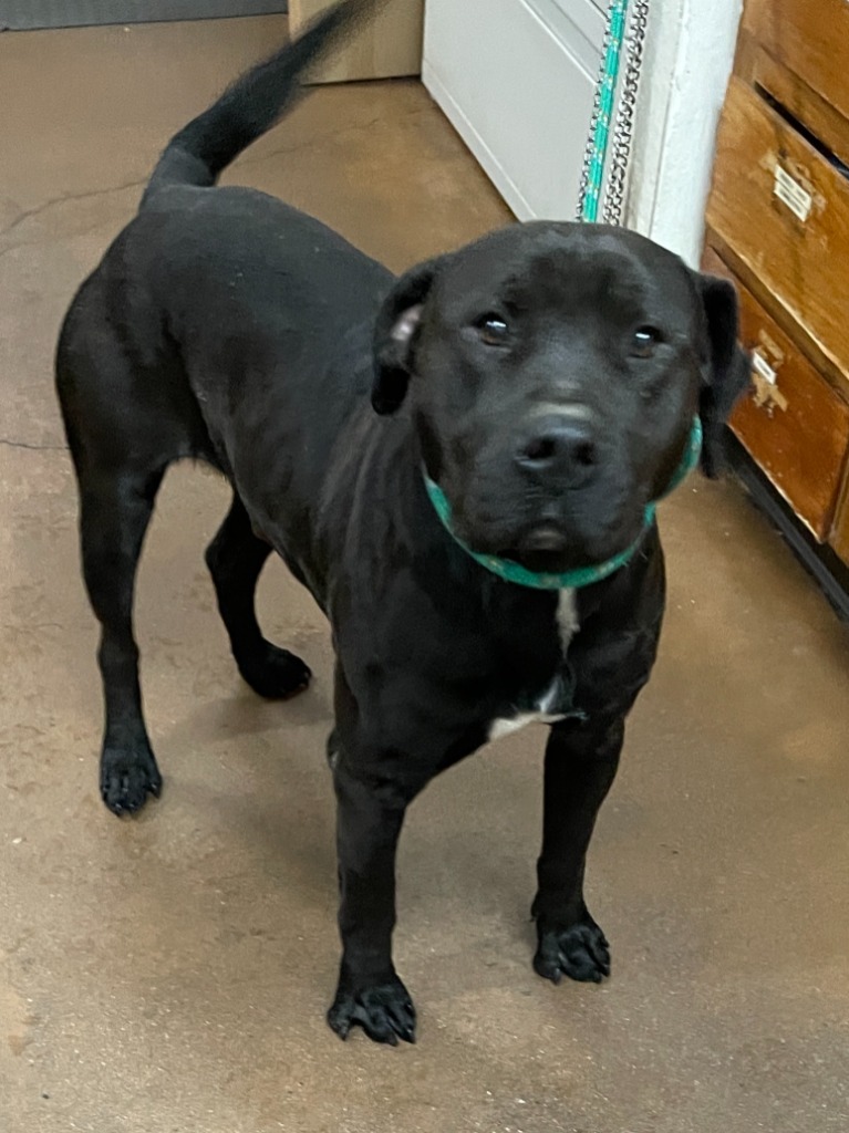 Bento, an adoptable Pit Bull Terrier, Labrador Retriever in Chico, CA, 95928 | Photo Image 2
