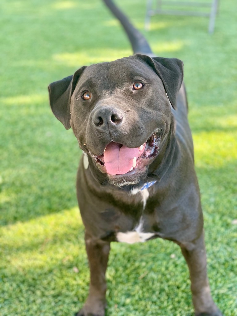 Bento, an adoptable Pit Bull Terrier, Labrador Retriever in Chico, CA, 95928 | Photo Image 3